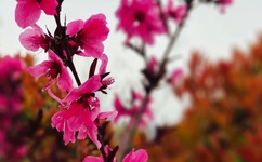 草莓app下载安装无限看-丝瓜安卓免费